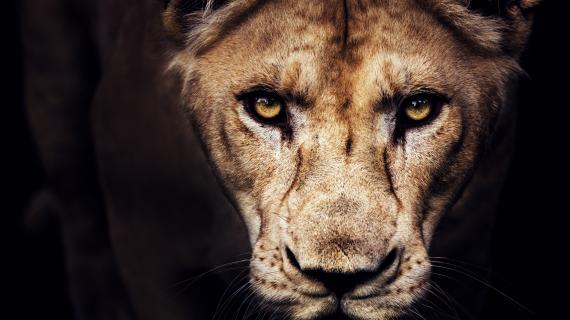 Nature's Deadliest
