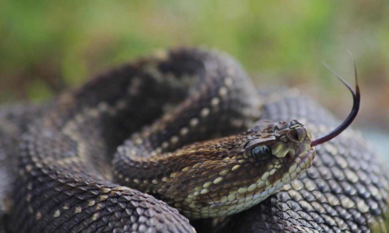 madripoor snake quest madripoor snake quest