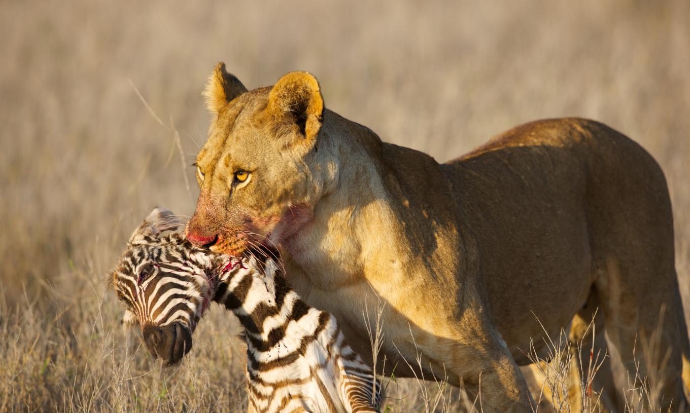 Animal Faceoff | Quest Television Network Animal Faceoff | Quest Television Network
